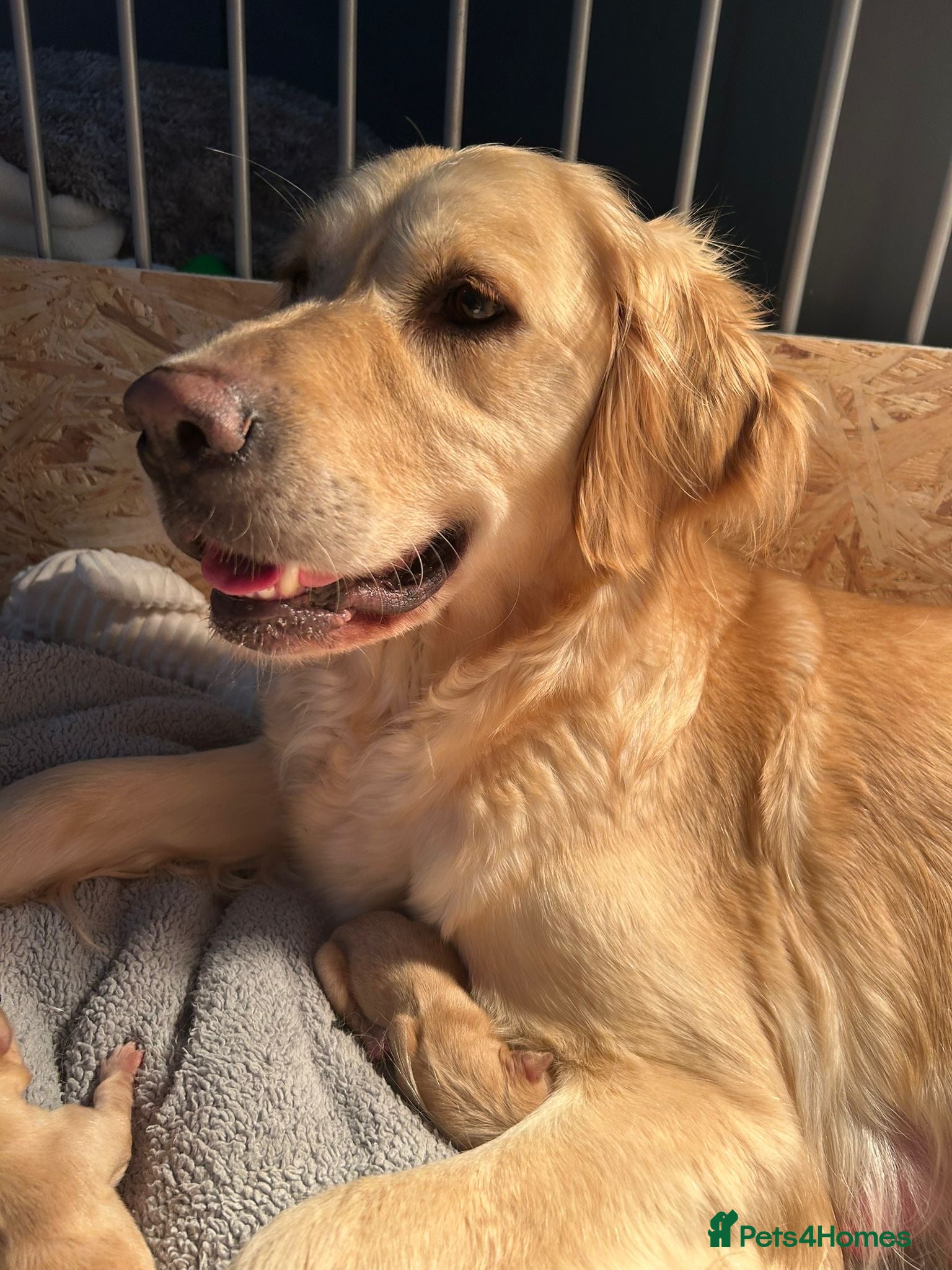 Golden Retriever dogs for sale: Beautiful golden retriever puppy last girl left 🩷 - Advert 1