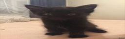 Mixed Breed cats for sale: 5 beautiful kittens - Advert 9