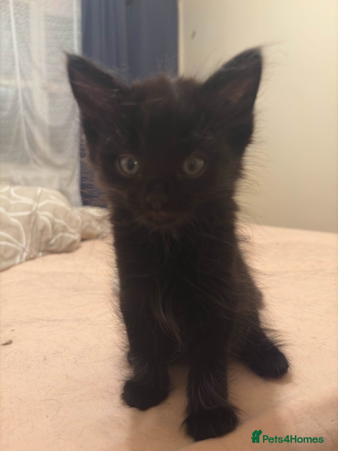 Mixed Breed cats for sale: 5 beautiful kittens - Advert 9