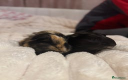 Guinea Pig rodents for sale: Two male guinea pigs  - Advert 5