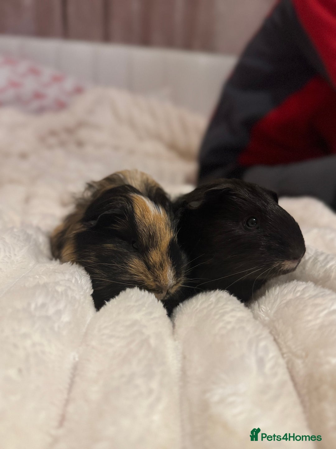 Guinea Pig rodents for sale: Two male guinea pigs  - Advert 5