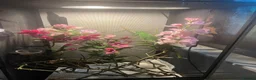 Chameleon reptiles for sale: Tree frogs and chameleon with enclosures - Advert 8