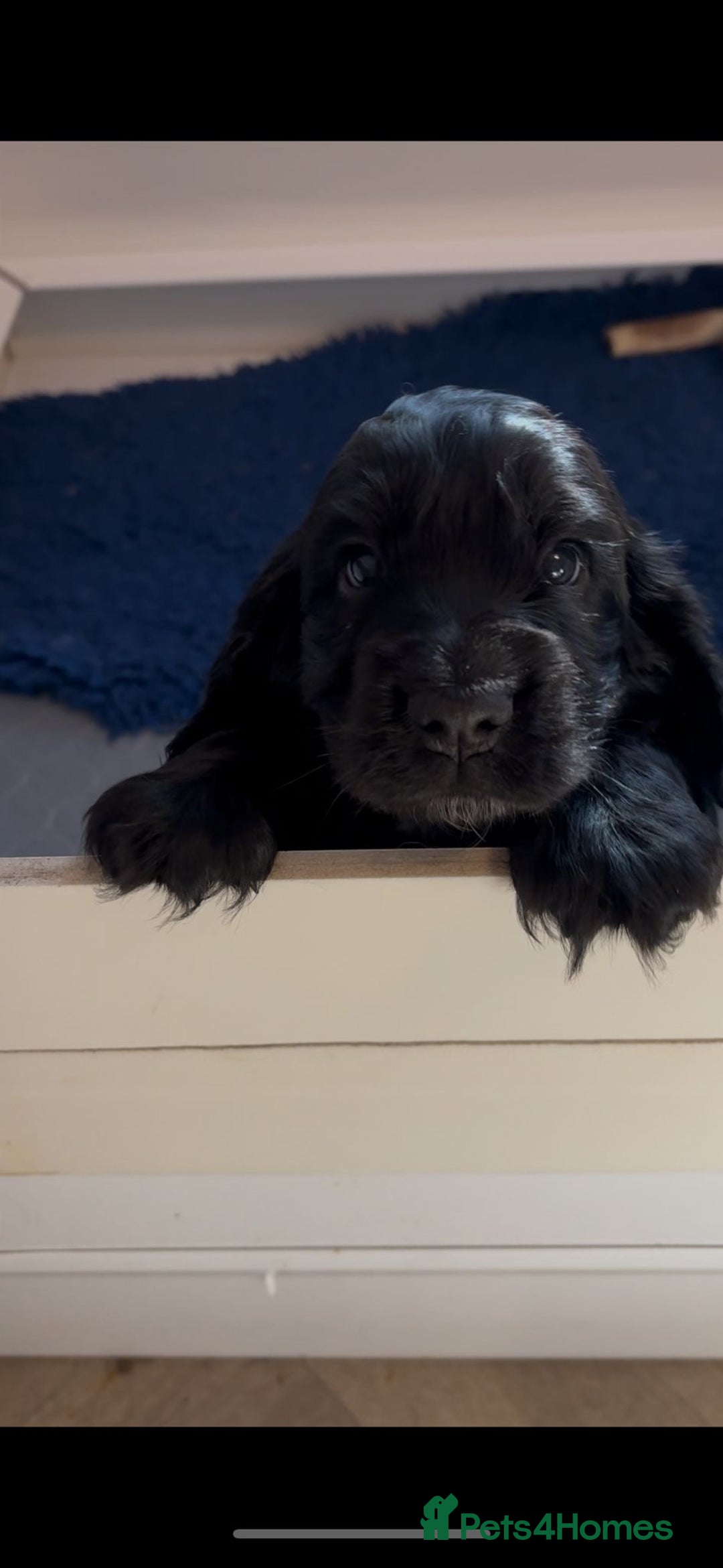 Cocker Spaniel dogs for sale: Gorgeous black boy looking for his forever family - Advert 2