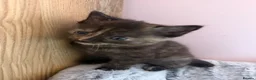 Mixed Breed cats for sale: Stunning kittens - Advert 8
