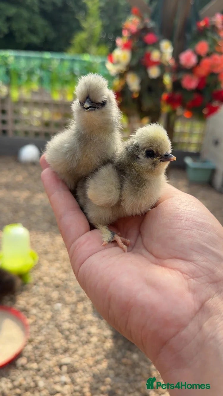 Chickens poultry Silkie Chicks - Advert 1