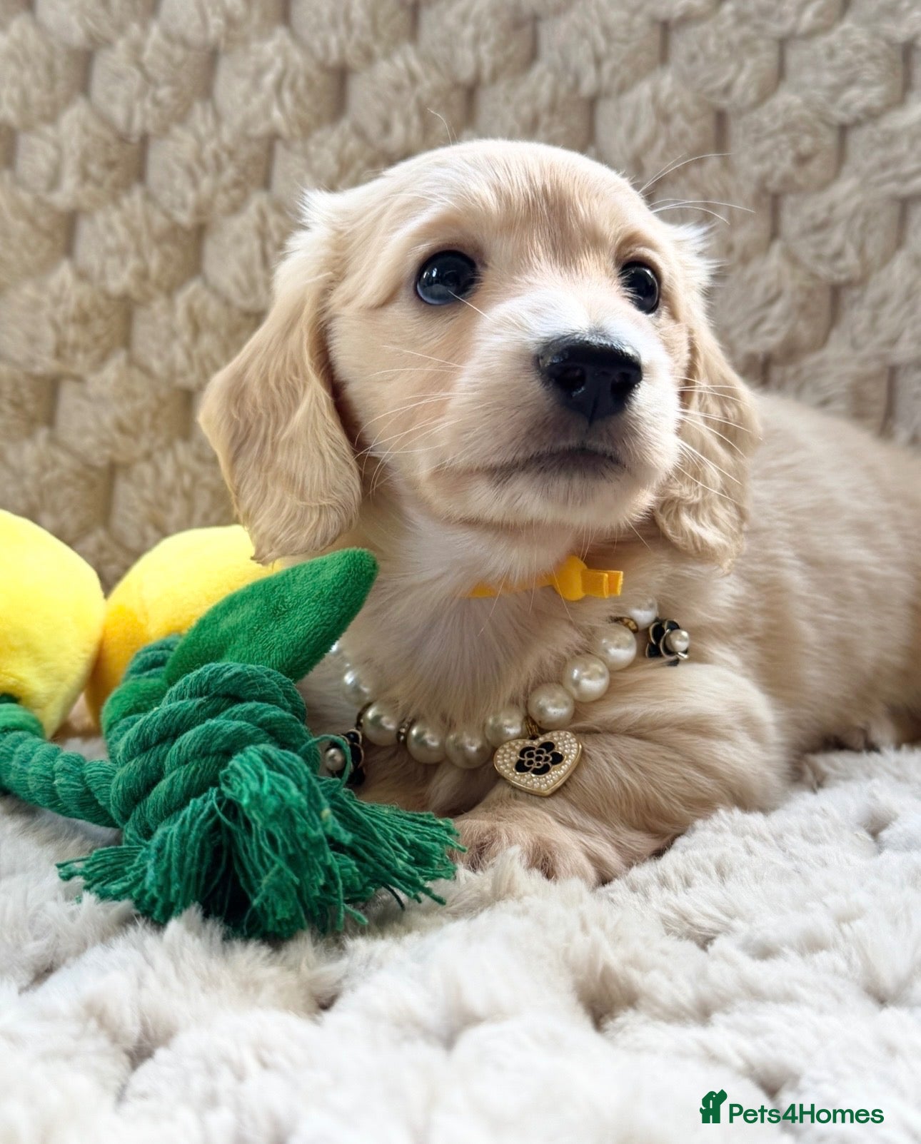 Miniature Dachshund dogs Dna colour tested true cream pups  - Advert 2