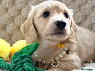 Miniature Dachshund dogs Dna colour tested true cream pups - Advert 2