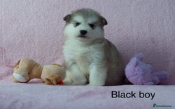 Alaskan Malamute dogs for sale: 🌟Beautiful pure malamutes💯 - Image 8