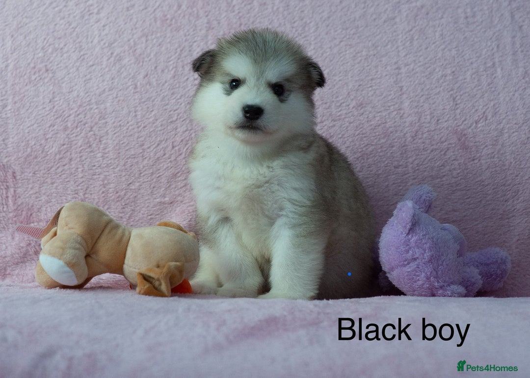 Alaskan Malamute dogs for sale: 🌟Beautiful pure malamutes💯 - Image 8