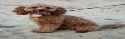 Cockapoo dogs for sale: Adorable puppies for Reservation in Deeside - Advert 8