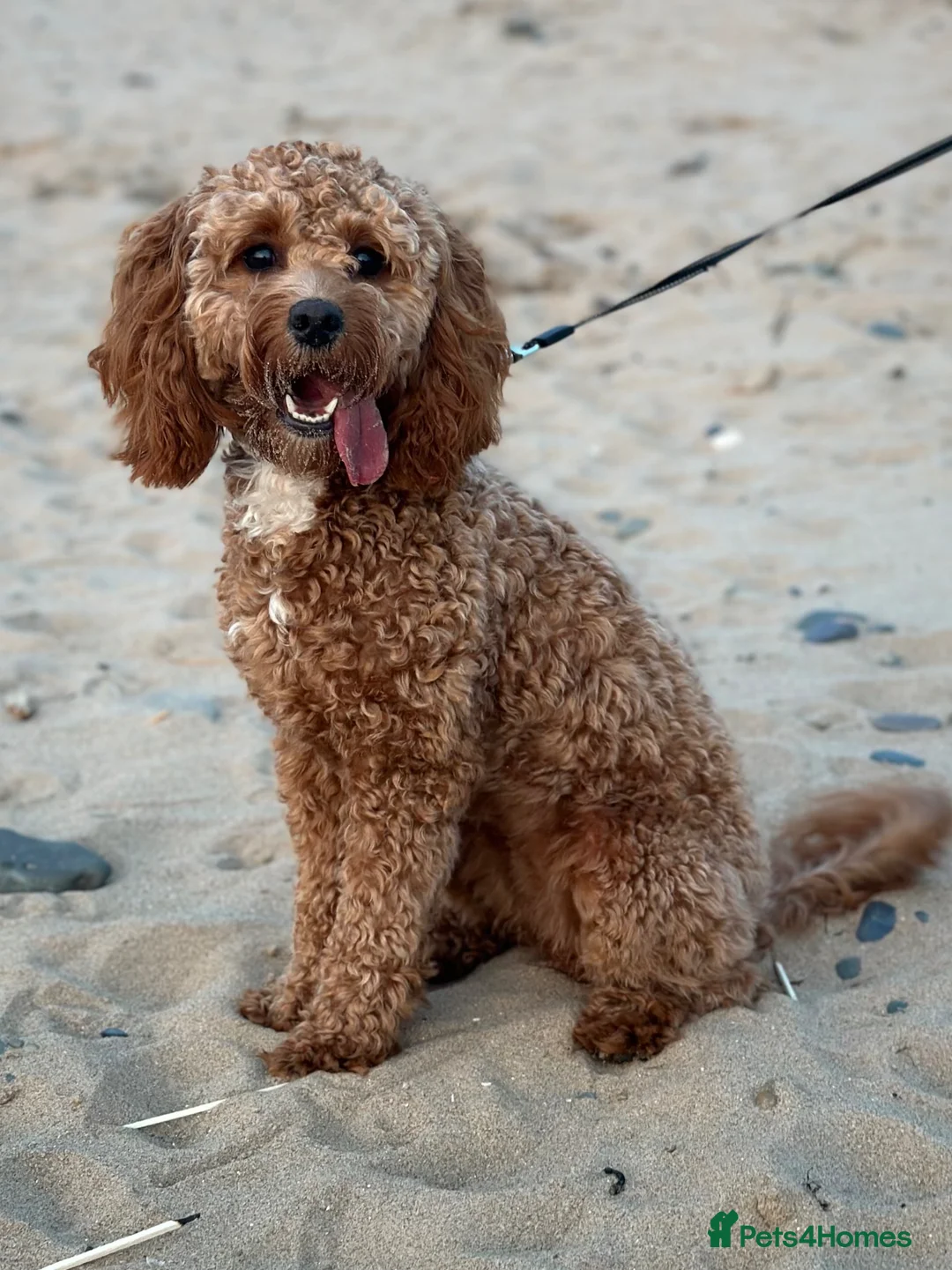 Cockapoo dogs for sale: Adorable puppies for Reservation in Deeside - Advert 8