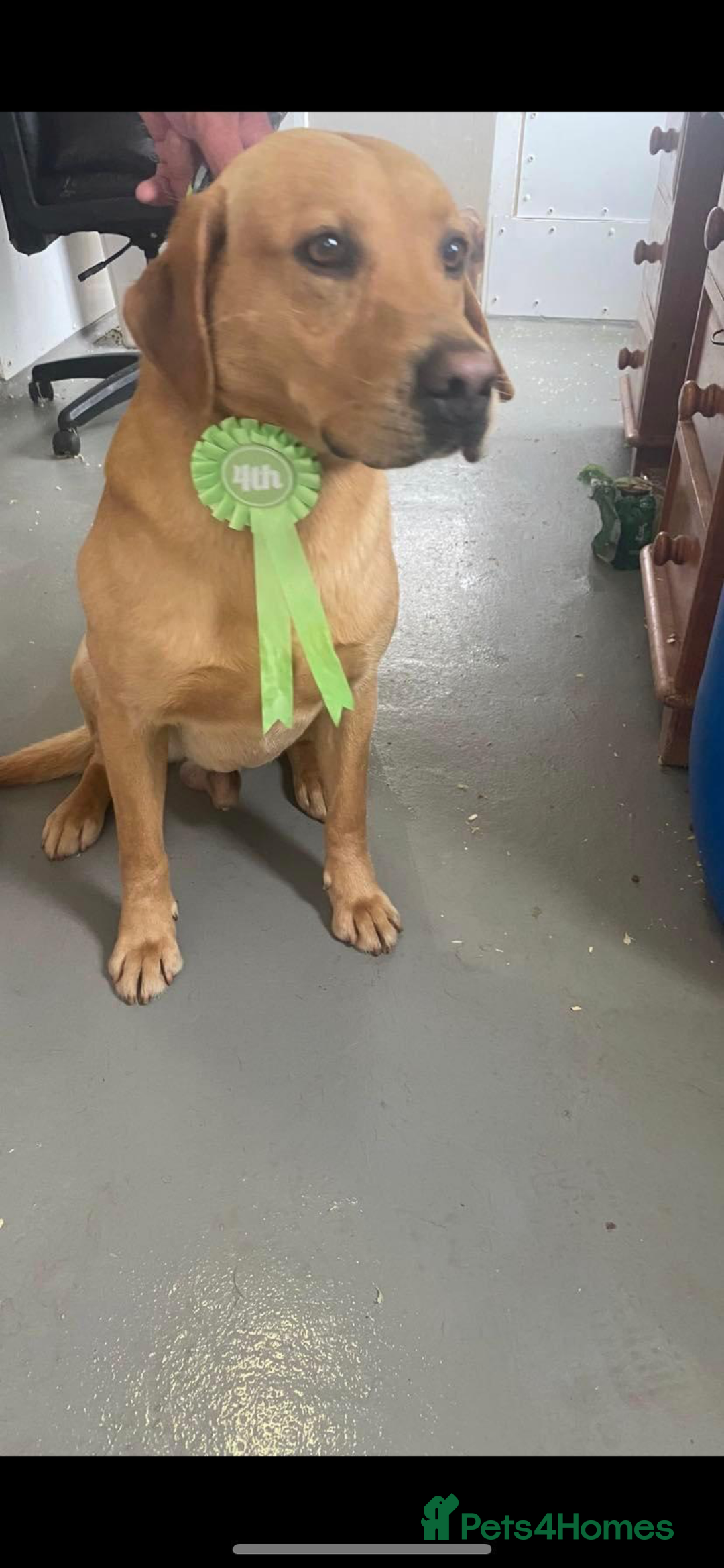 Labrador Retriever dogs for stud: Labrador for Stud  only - Advert 8