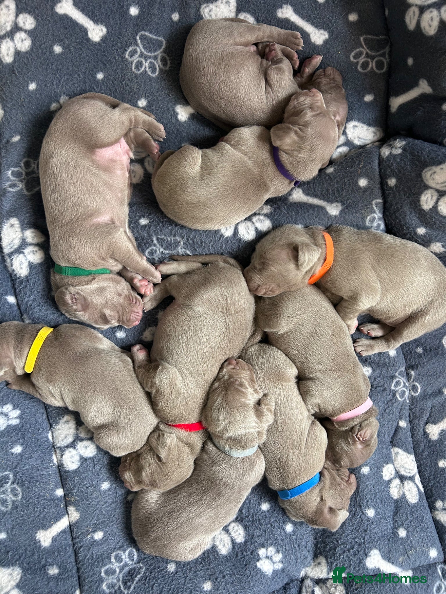 Weimaraner dogs Silver Weimaraner puppies for sale  - Advert 1