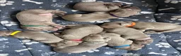 Weimaraner dogs for sale: Kc registered Silver Weimaraner puppies for sale  - Advert 14
