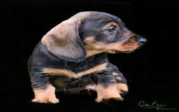 Dachshund dogs for sale: Standard Wire-Haired Dachshund Puppies  - Image 7