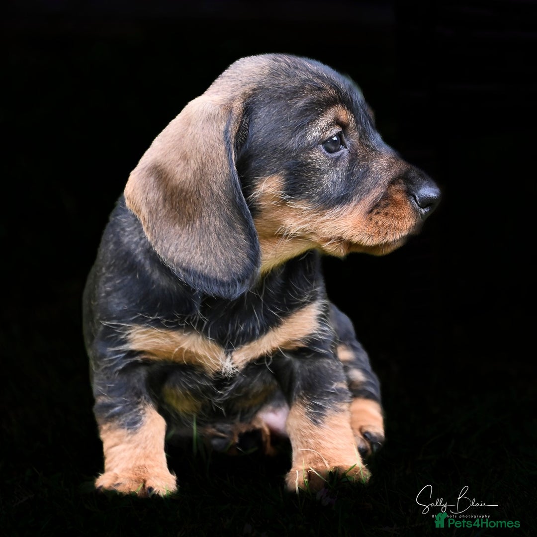 Dachshund dogs for sale: Standard Wire-Haired Dachshund Puppies  - Image 7
