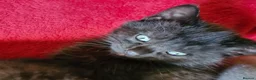 Mixed Breed cats for sale: Maine coon x Bengal  in Maybole - Advert 5