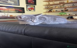 Mixed Breed cats for sale: Tabby kittens for sale - Image 3