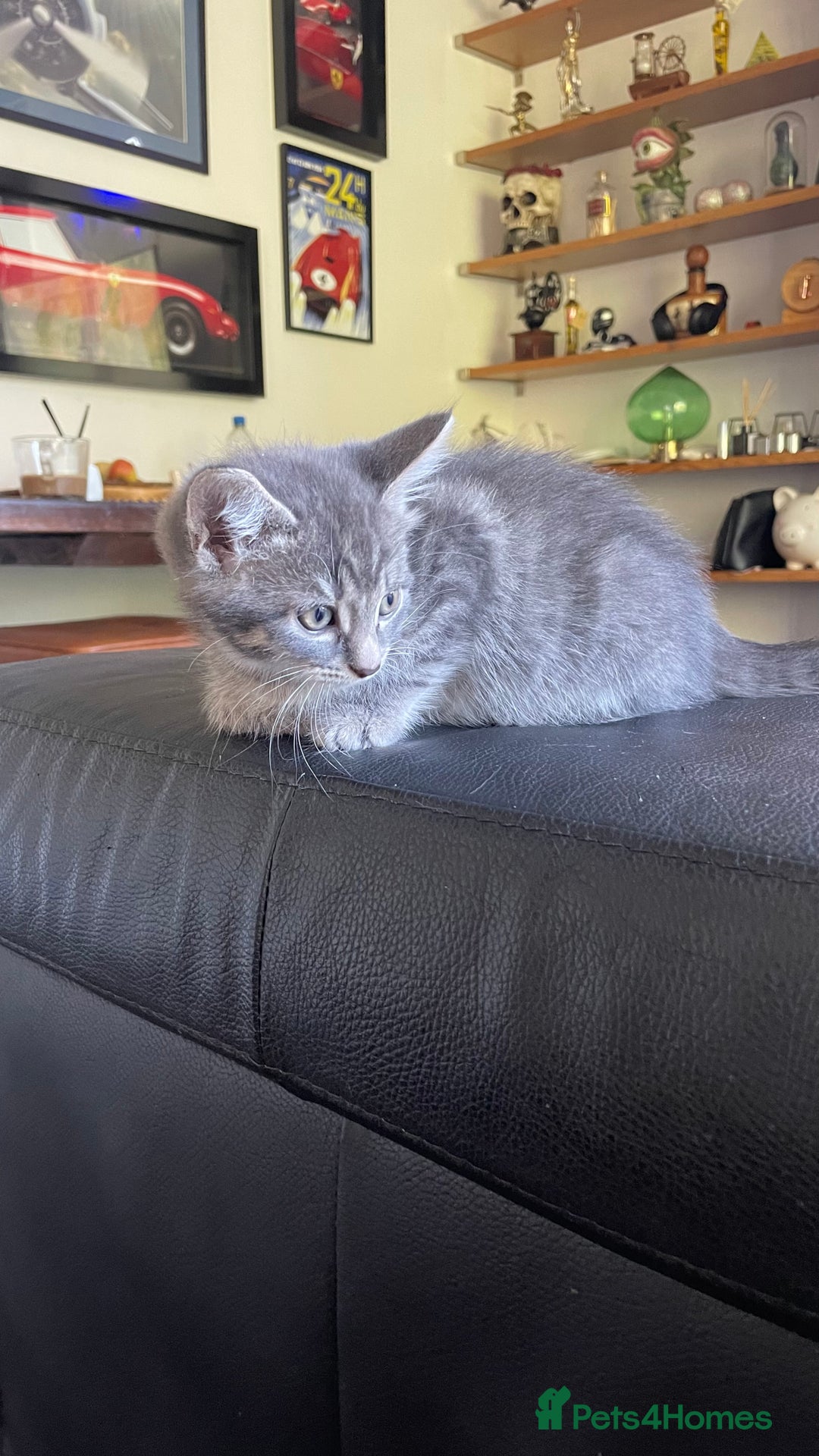 Mixed Breed cats for sale: Tabby kittens for sale - Image 3