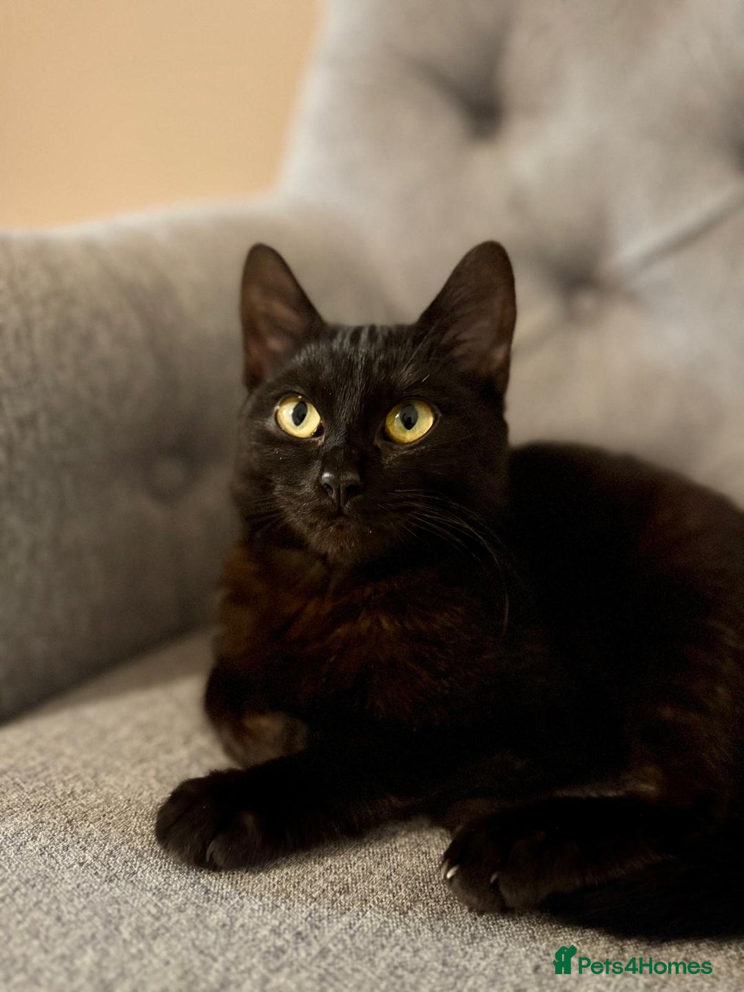 Bombay cats for sale: 10 month old cat for sale - Image 5