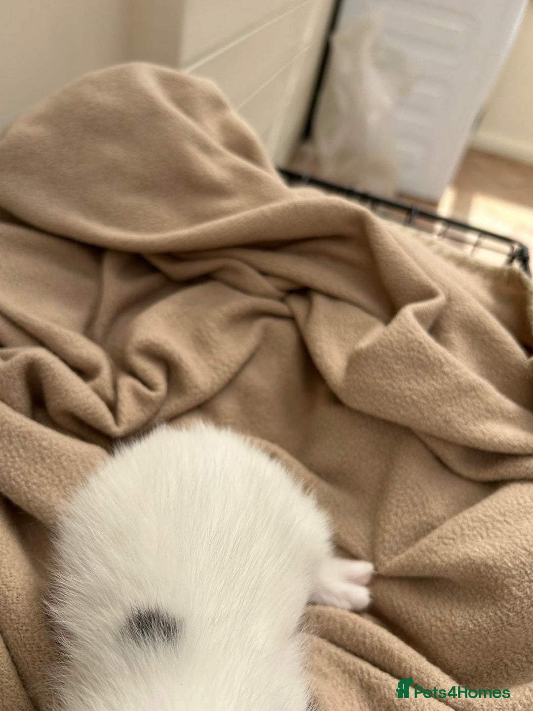 Mixed Breed cats for sale: Kittens - Image 12