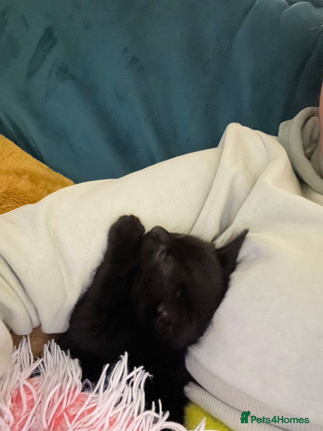 Mixed Breed cats for sale: Selling Black Male Kitty  - Advert 2