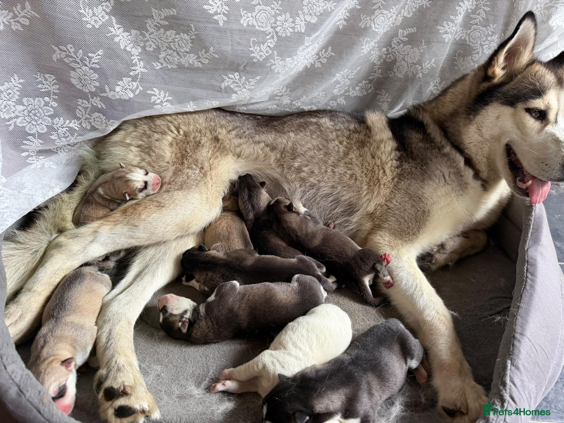 Siberian Husky dogs Puppies Siberian Husky - Advert 2