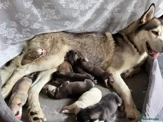 Siberian Husky dogs Puppies Siberian Husky - Advert 1