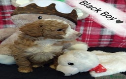 Cockapoo dogs for sale: * 1 Left* Beautiful Unique Cockapoo Puppies - Advert 4