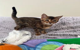 Bengal cats for sale: OUTSTANDING TICA reg BENGAL KITTENS - Image 18