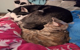 Siberian Husky dogs for stud: Siberian Husky for Stud in Glasgow - Image 14