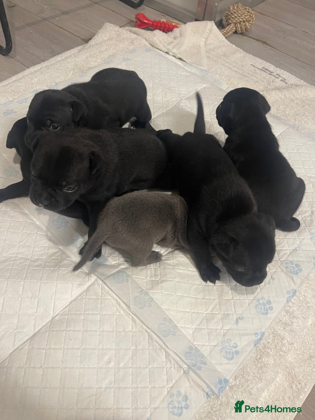 Staffordshire Bull Terrier dogs for sale: Staffordshire bull terrier puppies kc papered - Advert 6