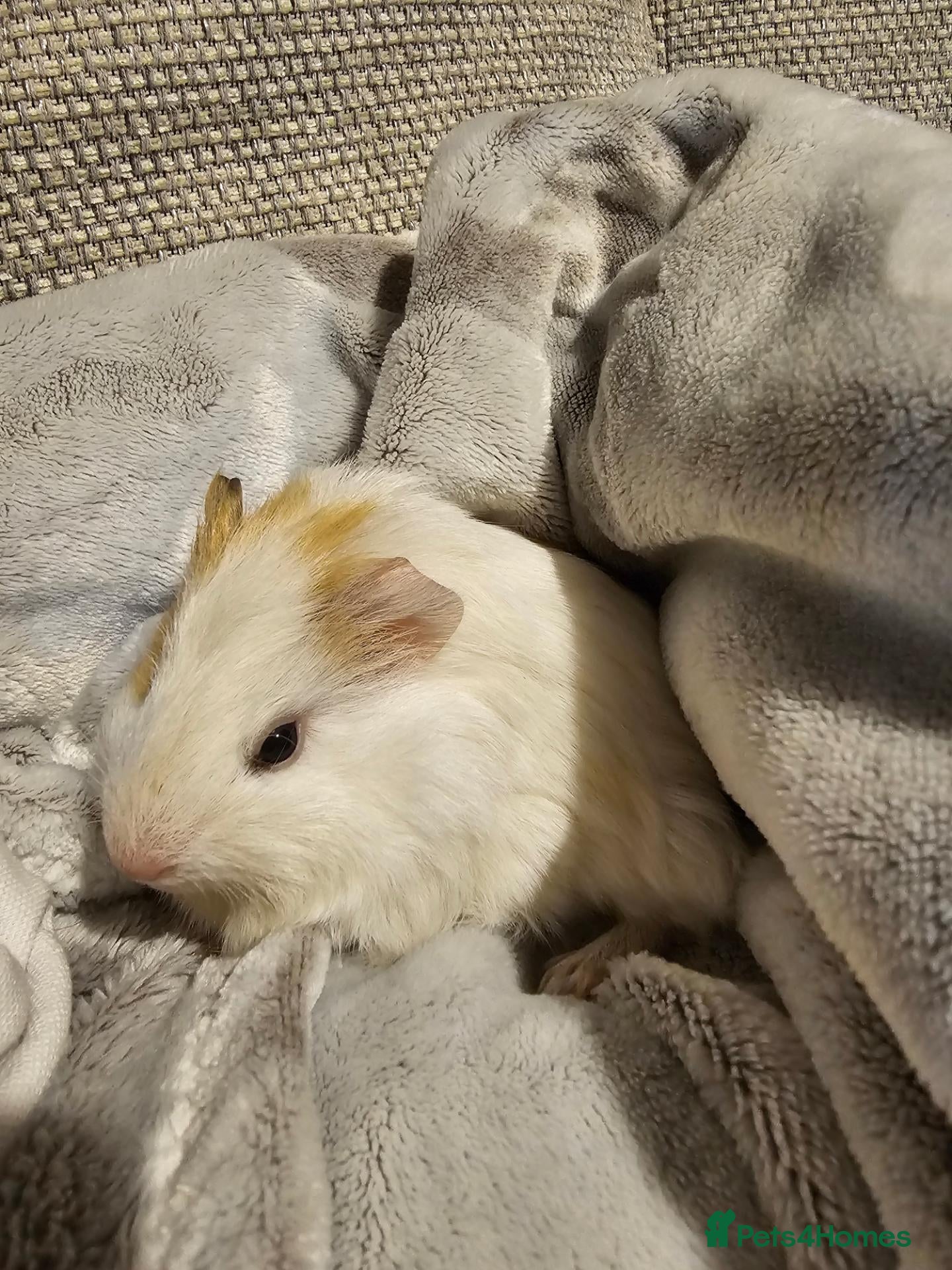 Guinea Pig rodents 🐹 Gorgeous Bi-Colour English Crested Boy 🐹 - Advert 2
