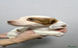 Cocker Spaniel dogs for sale: Stunning working cocker spaniel pups  - Advert 14