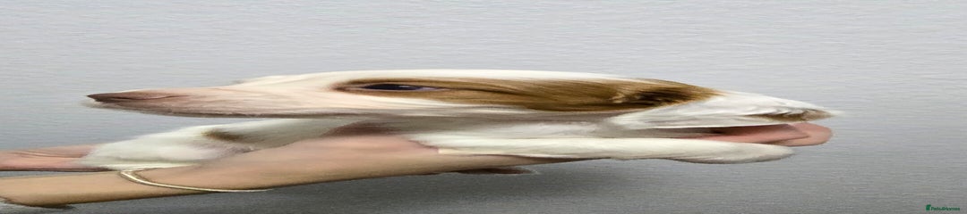 Cocker Spaniel Puppy 2