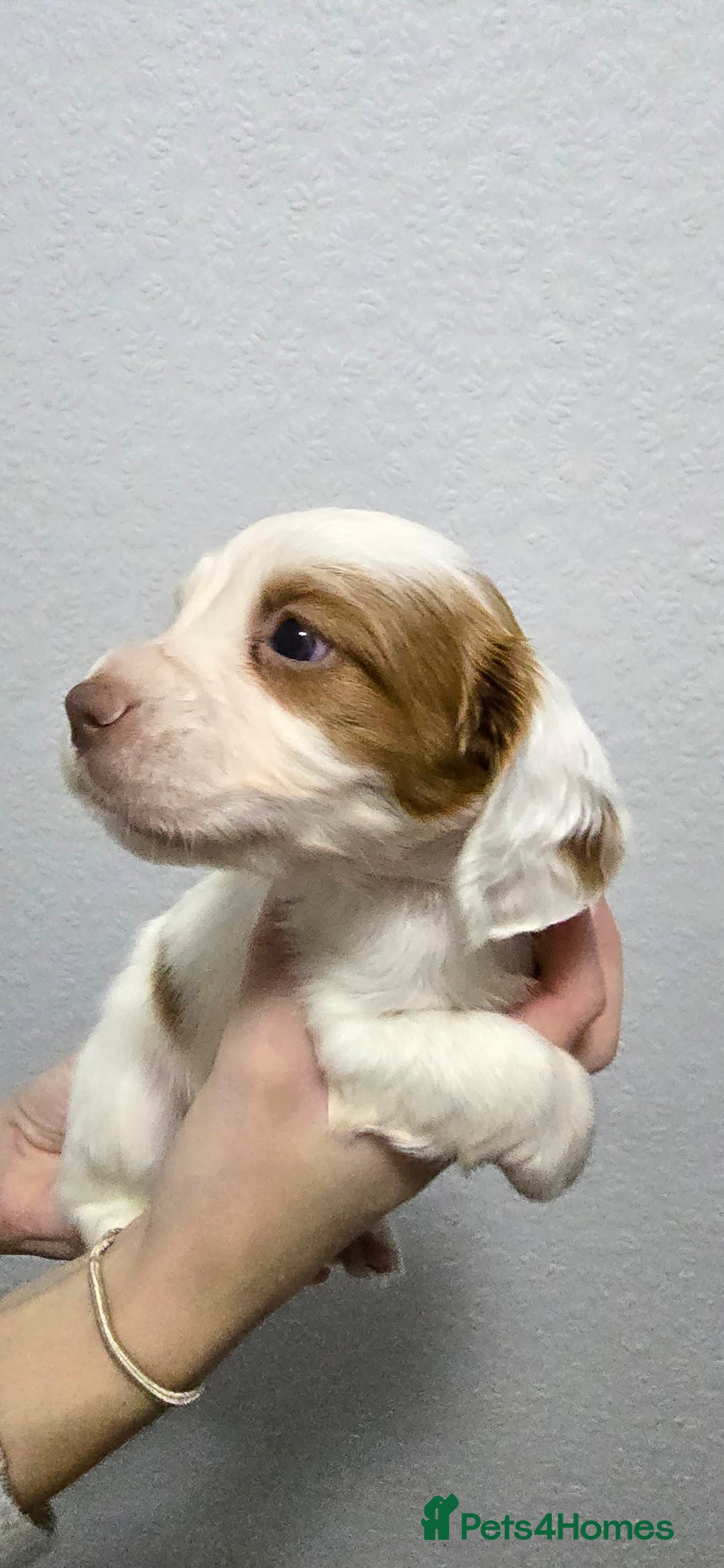 Cocker Spaniel dogs for sale: Stunning working cocker spaniel pups  - Advert 14