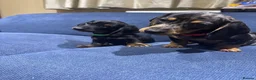 Miniature Dachshund dogs for sale: Miniature Dachshund Lovely Puppies for Sale in Richmond - Advert 7