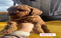 Miniature Poodle dogs for sale: Beautiful red miniature poodle KC Registered  - Image 14