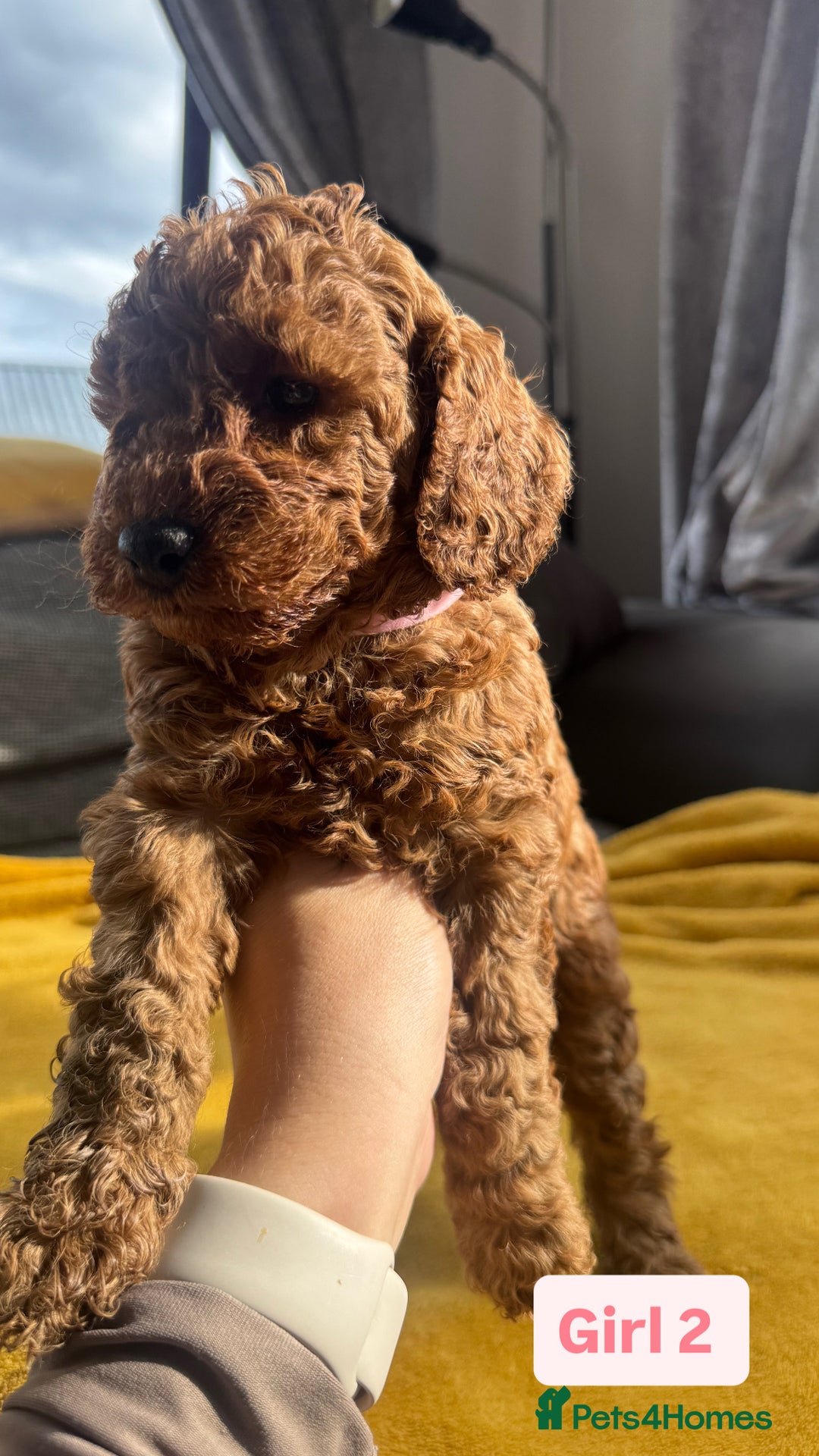 Miniature Poodle dogs for sale: Beautiful red miniature poodle KC Registered  - Image 14