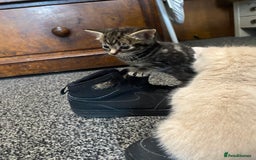 Mixed Breed cats for sale: 5 beautiful kittens  - Image 2