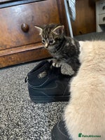 Mixed Breed cats - Advert 13