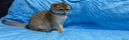 Scottish Fold cats for sale: Scottish Fold Kittens  - Advert 7