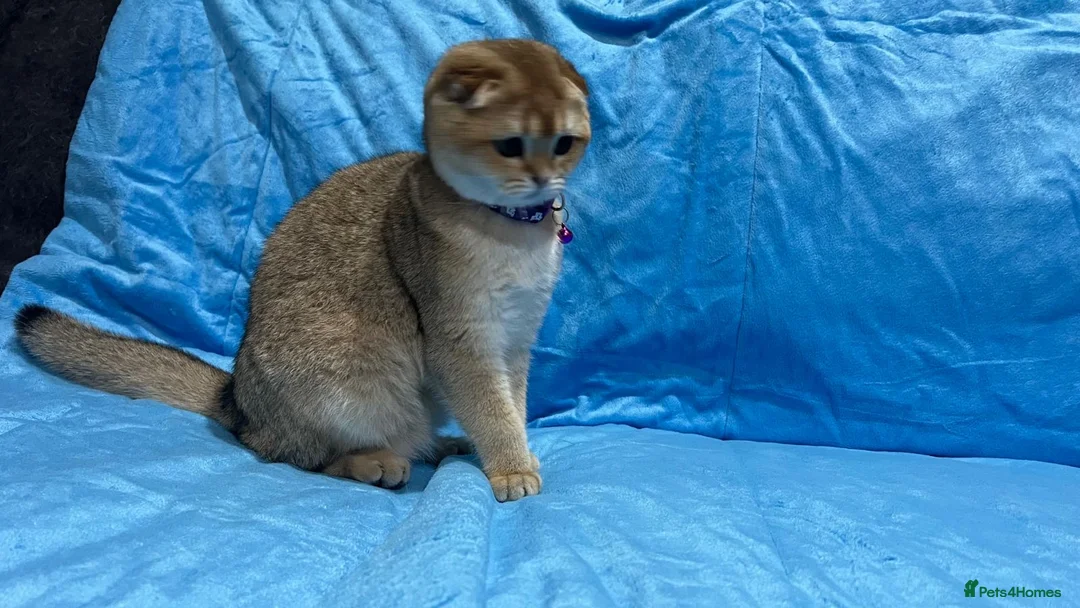 Scottish Fold cats for sale: Scottish Fold Kittens  - Advert 10