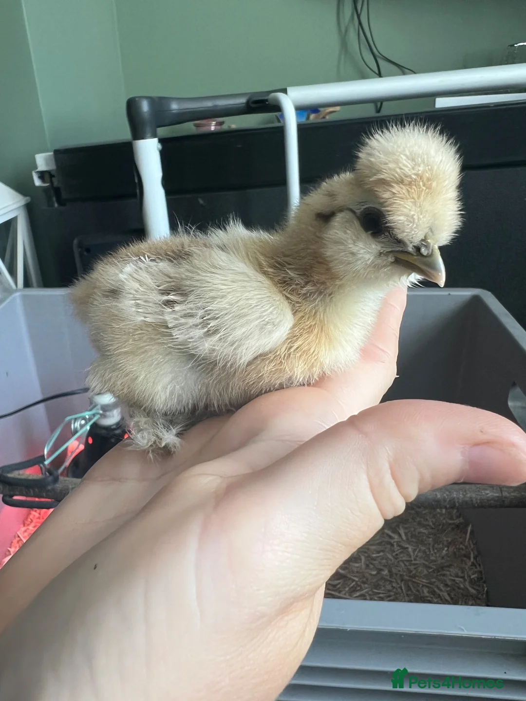 Chickens poultry for sale: Silkie Chicks  in Bedlington - Advert 1