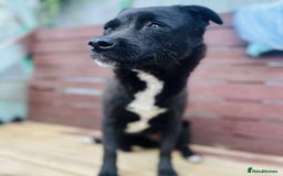 Mixed Breed dogs for adoption: Little Lucky - Image 5