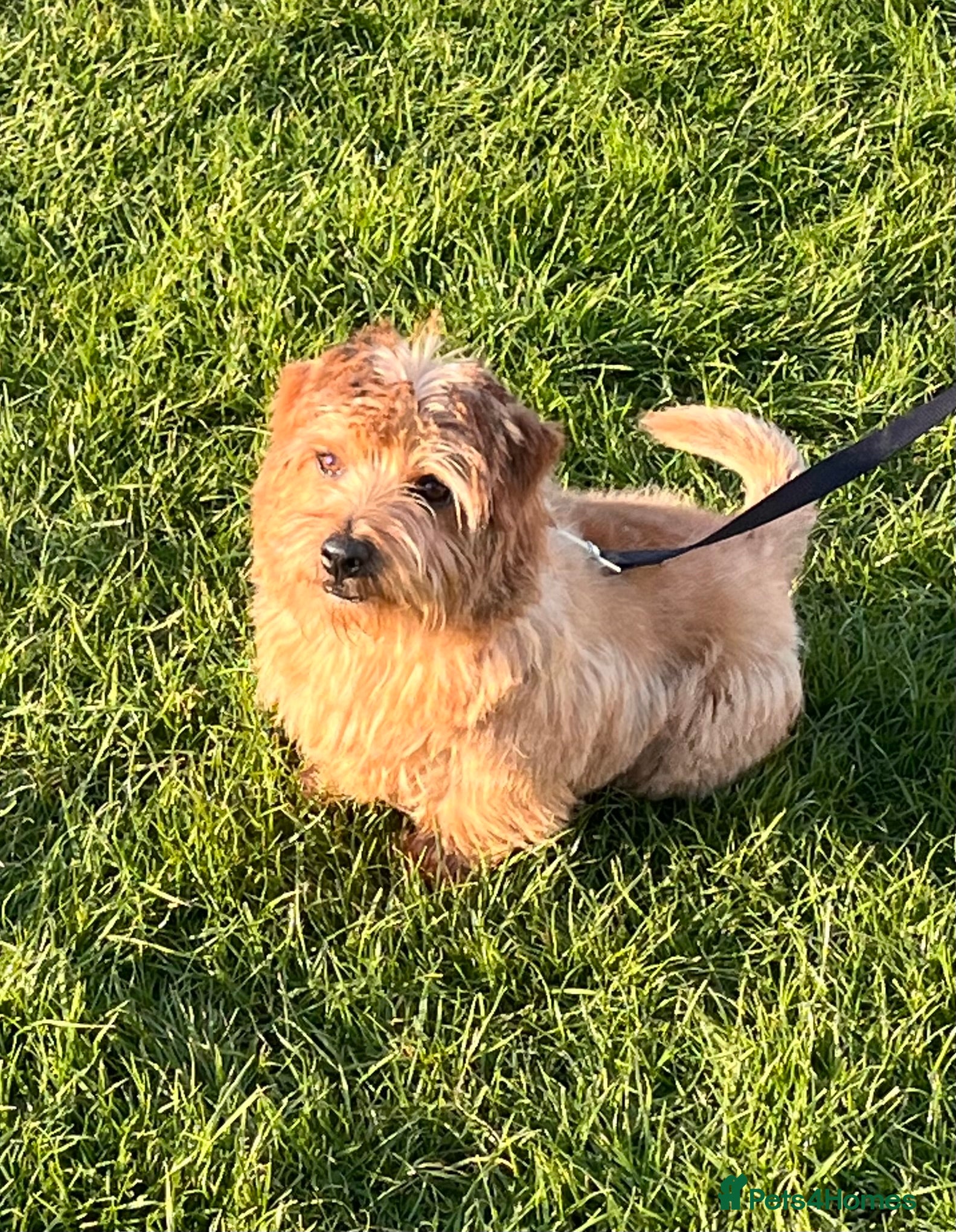 Norfolk Terrier dogs KC NORFOLK TERRIER STUD  - Advert 2