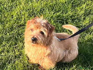 Norfolk Terrier dogs KC NORFOLK TERRIER STUD - Advert 14