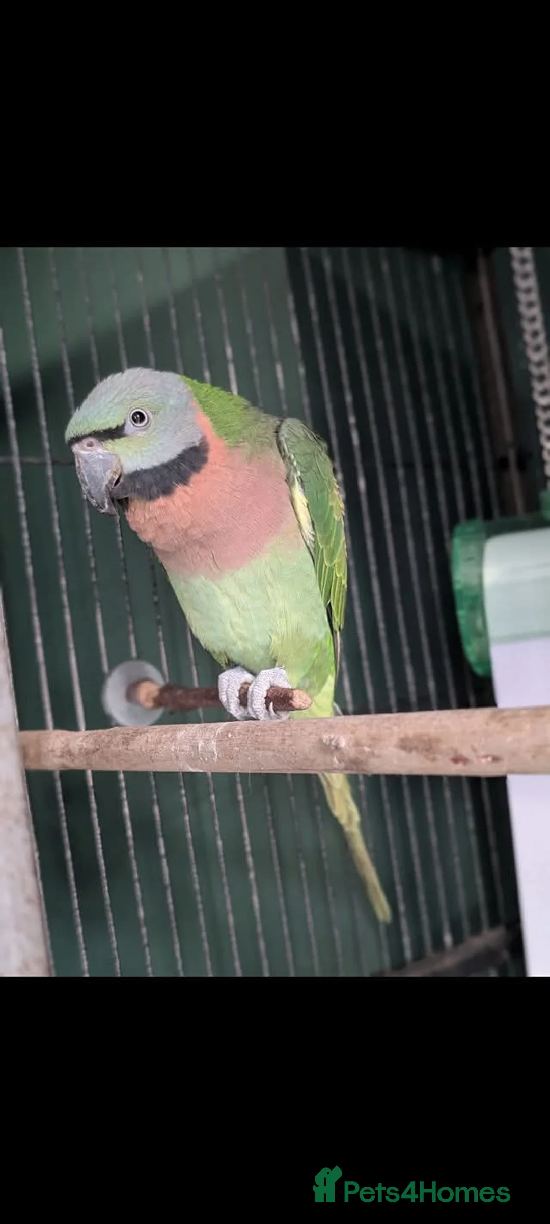 Parrots birds for sale: Reluctant sale. Moustache Parrot, female, ringed.  in Coatbridge - Advert 1