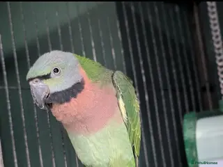 Parrots birds Reluctant sale. Moustache Parrot, female, ringed. - Advert 15