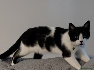 British Shorthair cats Affectionate male young cat - Advert 3